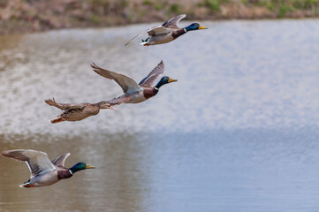 Patos volando en albufera mediterránea