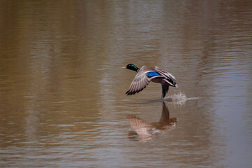 Patos volando charca