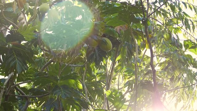 Closeup shot of Ulu Breadfruit on a sunny day in Hawaii with lens flare - Artocarpus altilis