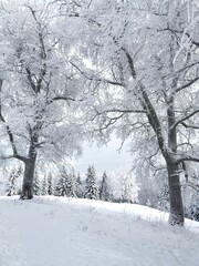 Beautiful winter landscape with snow covered trees. Arkhangelsk region. 