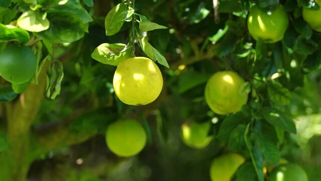 Closeup shot of pomelo fruit hanging from their tree - Citrus maxima