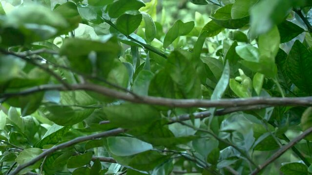 Closeup shot of a hand picking a pomelo fruit hanging from its tree - Citrus maxima