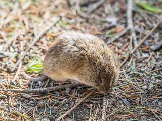 A closeup of a Common vole, Microtus arvalis, on the ground with a blurry background