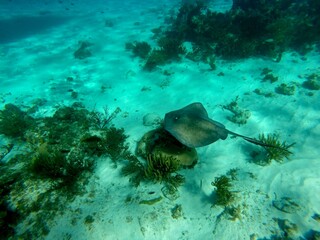 Sting ray view underwater with go-pro camera at Grand Cayman Island