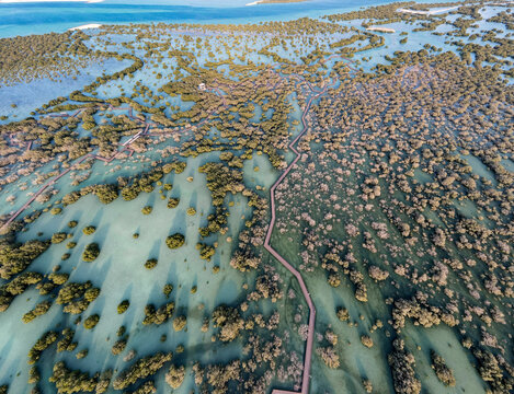 Aerial view of mangroves in Abu Dhabi. Special eco system, natural environment.