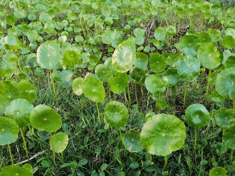Roundleaf bilder – Bläddra bland 238 stockfoton, vektorer och videor ...