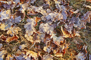 frost on the bushes, on the autumn fallen leaves and grass 