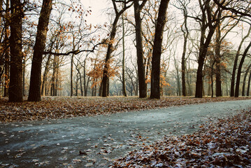 beautiful park landscape in late autumn, winter