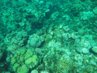 Snorkeling at Grand Cayman Island great view of coral and tropical fish