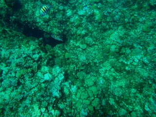 Fototapeta na wymiar Snorkeling at Grand Cayman Island great view of coral and tropical fish