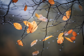 Autumn  leaf color in the rain