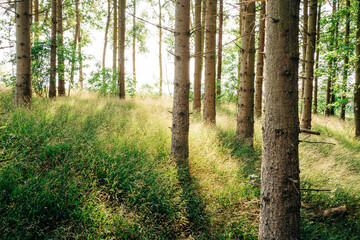 Pine forest, sunny, grass.