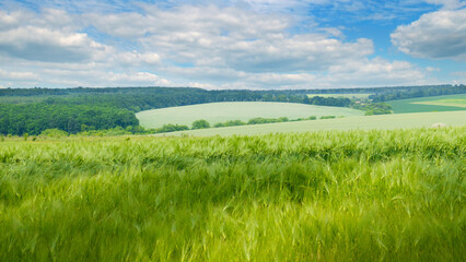 Green wheat field and blue sky. Wide photo.