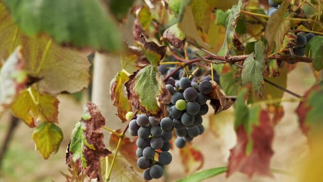 Close up footage of beautiful grapes in winery yard during autumn.