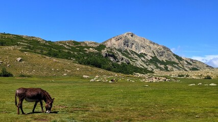 Donkey eating grass in mountain meadow with rocky mountain in the backround on GR20 hiking trail in Corsica, France, Europe