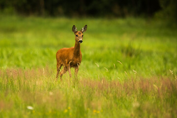 Naklejka na ściany i meble The roe deer (Capreolus capreolus) in the meadow