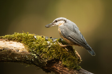 Eurasian nuthatch, Sitta europaea picks seeds from the moss