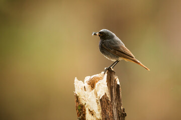 black redstart (Phoenicurus ochruros) with worms in its beak