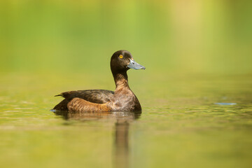 tufted duck or tufted pochard (Aythya fuligula) female riding on the lake