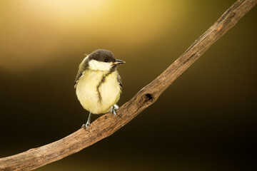 Great tit (Parus major) is on a branch