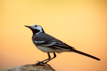 The white wagtail (Motacilla alba) with yellow and orange background