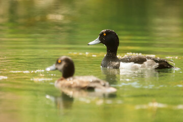 Obraz premium tufted duck or tufted pochard (Aythya fuligula) a female and a male floating on the water