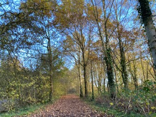 Woodland scenery in Worcester UK