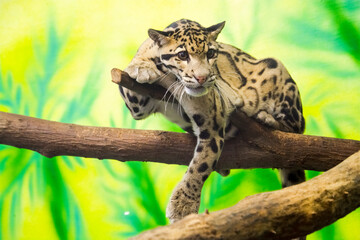 Asian clouded leopard in a tropical house