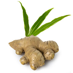 ginger rhizome with  green leaves isolated on white background.