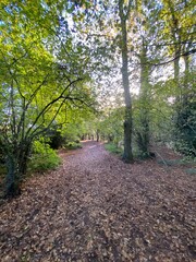 Woodland scenery in Worcester UK