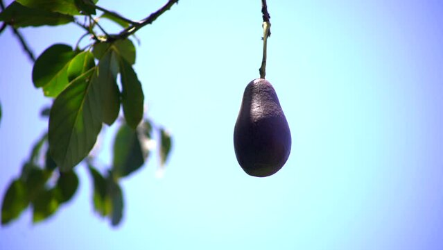 organic avocado tree 