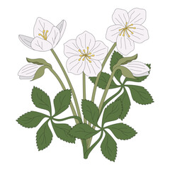 White Christmas rose vector illustration