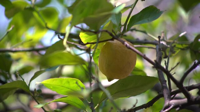 Organic Lemon Tree
