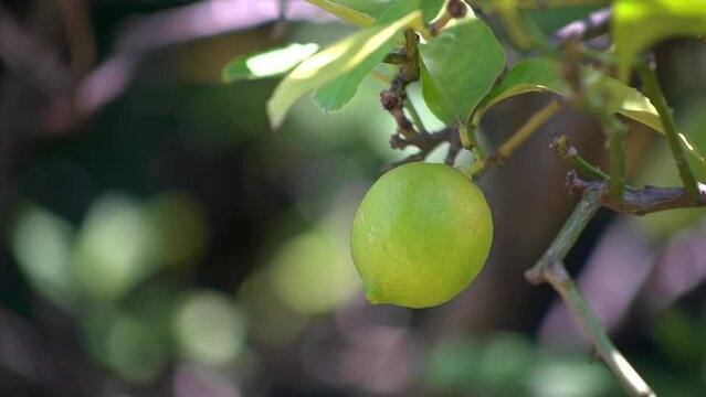 Organic Lemon Tree