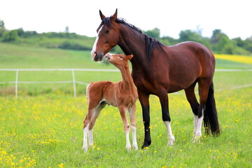 sweet chestnut foal with bay mare on a background of lush green grass - obrazy, fototapety, plakaty
