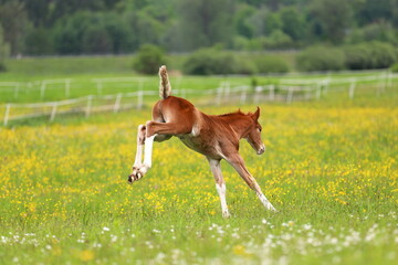 Naklejka na ściany i meble jumping chestnut foal against the background of a green meadow
