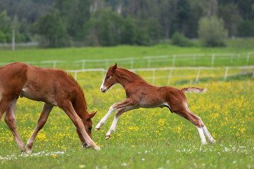 galloping chestnut foal against the background of a green meadow