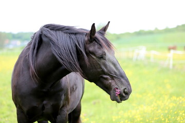 a beauty black horse grazes on a beautiful green flowery meadow