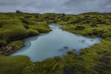 Obraz premium Icelandic green moss. Eldhraun Lava fields. 