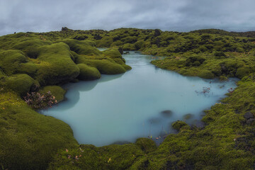 Icelandic green moss. Eldhraun Lava fields. 