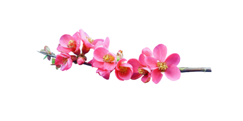 Japanese pink peach blossom in spring