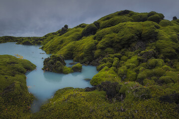 Icelandic green moss. Eldhraun Lava fields. 