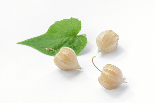 Three ripe physalis fruits in husks and green leaf of physalis peruviana - still life on white background