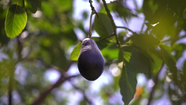 organic avocado tree 