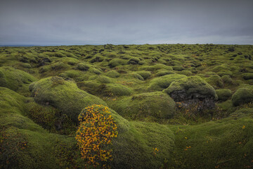 Icelandic green moss. Eldhraun Lava fields. 