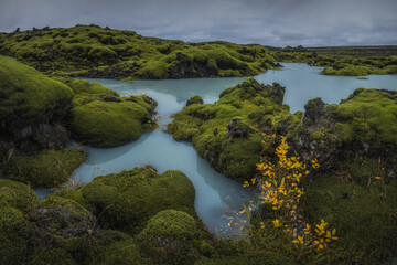 Naklejka na ściany i meble Icelandic green moss. Eldhraun Lava fields. 