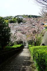 Scenery of Kamakura, Japan Steep stone steps and cherry blossoms on a small mountain in Kamakura