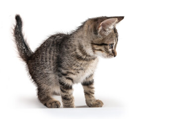 mixed breed kitten cat playing in the studio in a white background