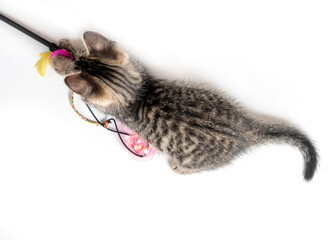 Mixed breed kitten cat playing with toy 