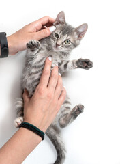 Mixed breed kitten cat and hands touching it